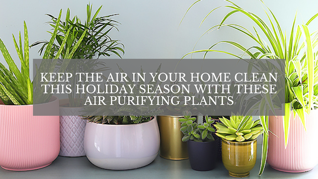 Keep the Air in Your Home Clean This Holiday Season With These Air Purifying Plants